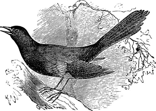 嘲弄的南卡羅來納州（Mimus carolinensis）；復(fù)古雕刻
