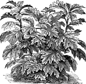 觀賞茄（S. warscewiczii）或Solanum bulbocastanum；復(fù)古雕刻