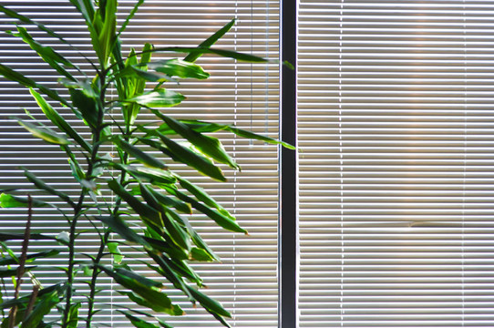 用百葉窗對(duì)窗的室內(nèi)植物綠化
