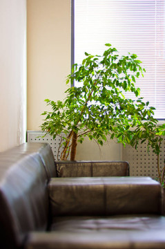 棕色皮革沙发；百叶窗和拐角处的绿色植物