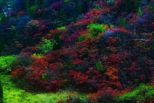 鞏義長(zhǎng)壽山紅葉 高清無(wú)噪