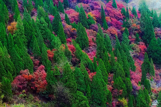 鞏義長(zhǎng)壽山紅葉 高清無(wú)噪