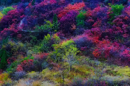 鞏義長(zhǎng)壽山紅葉 高清無(wú)噪