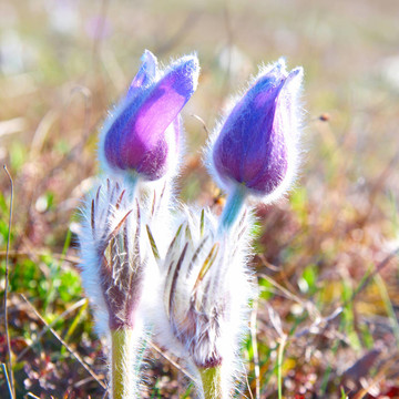 Flower Pasqueflower（Pulsatilla patens）