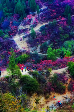 鞏義長壽山紅葉 高清無噪