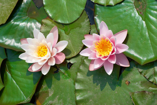 水百合
