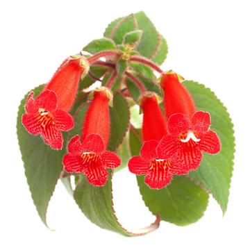 紅色的花（Kohleria Rongo）