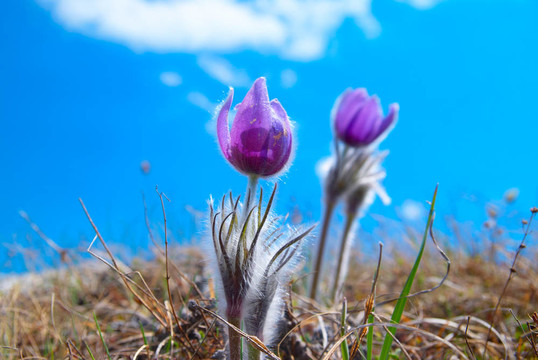 Flower Pasqueflower（Pulsatilla patens）