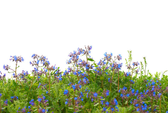 綠草花