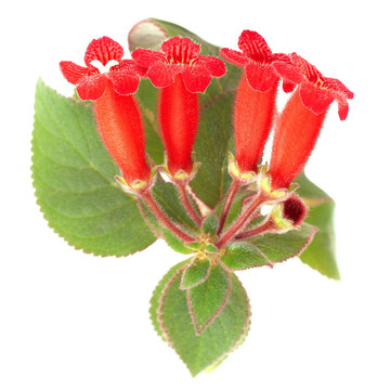 紅色的花（Kohleria Rongo）