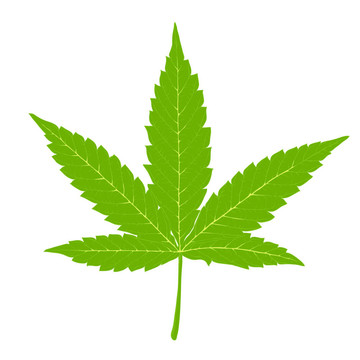大麻葉。