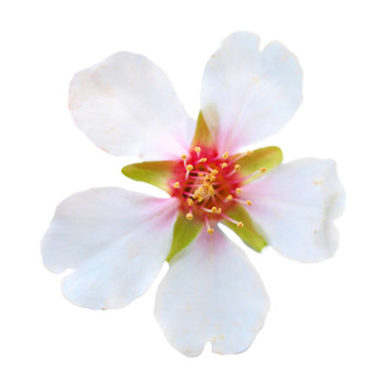 杏仁白的花