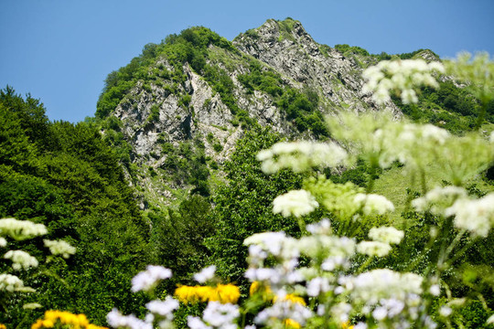 山峰間的花朵