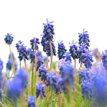 綠色的草hyacinthes