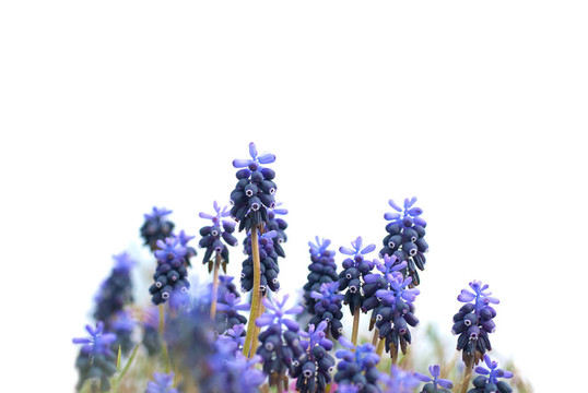 綠色的草hyacinthes