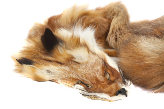 Fox的毛皮