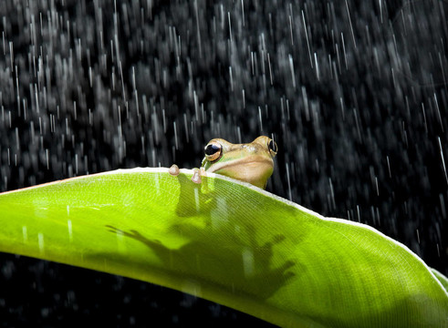 雨中的青蛙