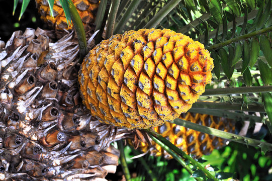 蘇鐵錐；Encephalartos Transvenosus