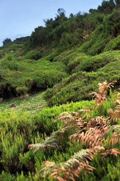 自然公園的de Madeira高原；馬德拉群島島；葡萄牙