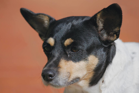 foxterrier