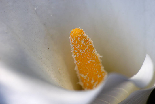 百合花