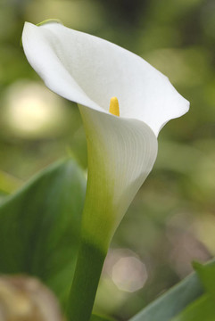 百合花