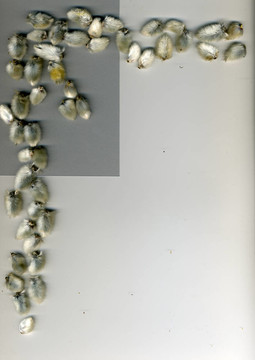 枝條的柳樹(shù)