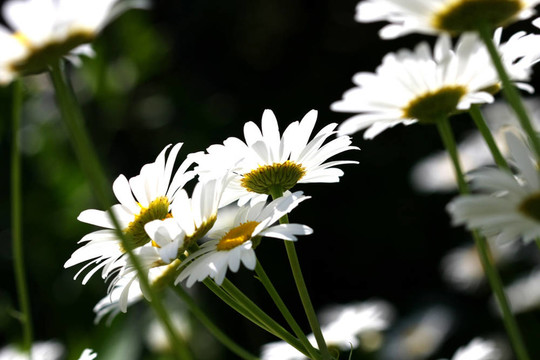 雛菊花