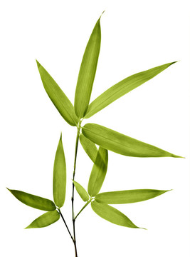 白底竹