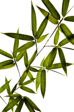 白底竹