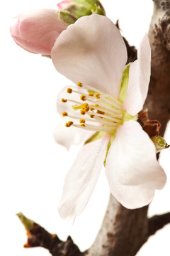 白色背景上開(kāi)花的梅花枝
