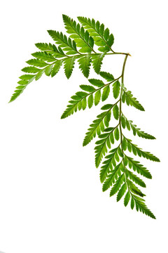 綠蕨葉