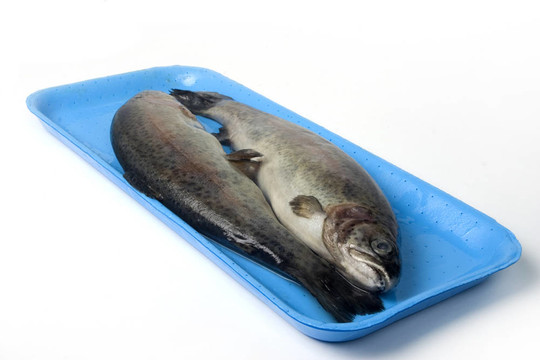 藍(lán)盤兩個(gè)新鮮的鱒魚