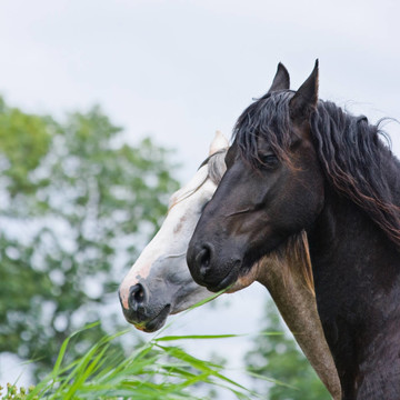 棕白馬頭