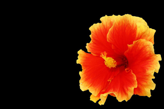 芙蓉