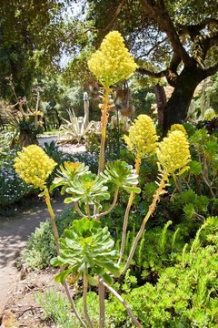 仙人掌花園