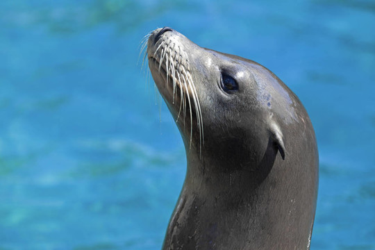 海獅