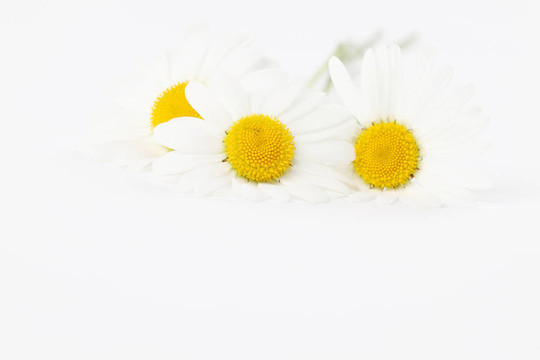 牛眼雛菊