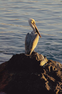 Brown Pelican在巖石上