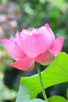 蓮花