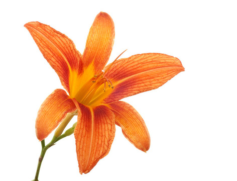 Orange Lily；百合