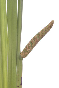 菖蒲