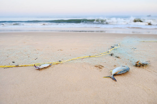 死魚