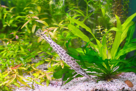 海藻中的魚