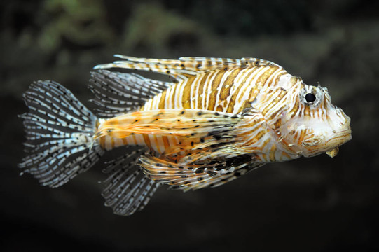 獅子魚