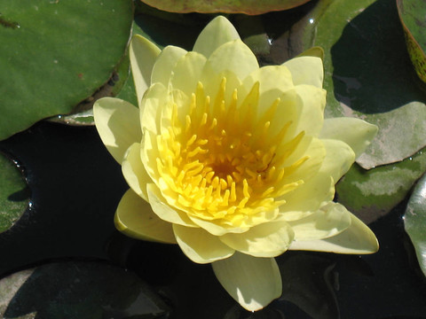 水百合