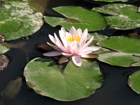 水百合