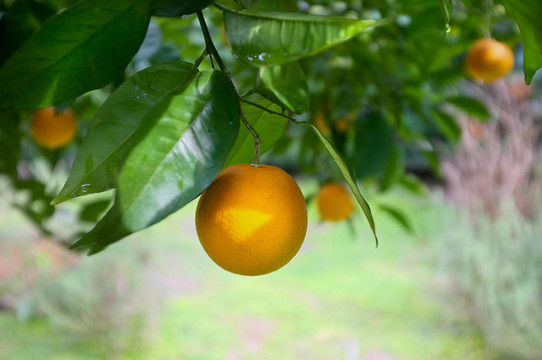樹上成熟的藝術(shù)橘子