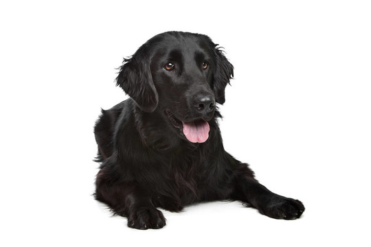 平毛尋回犬