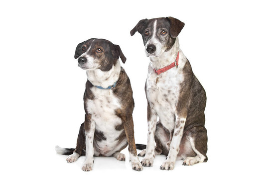 黑白混血犬